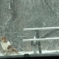 Abandoned Collie Found After Days Alone in Pennsylvania Park