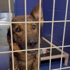 Ginger the One-Eared Dog Finds Her Forever Home After Heartbreaking Abandonmen