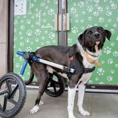 Brave Dog On Wheels Still Believes In Love And Waits For His First Home