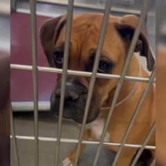 Shelter Dog’s Last Walk Turns Into a Life Changing Rescue