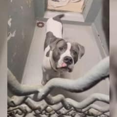 Lonely Shelter Dog Yearns for a Family to Call His Own