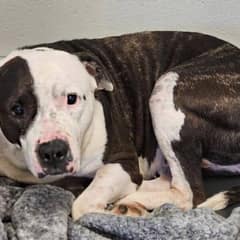 Family Gives Up Sweet Pit Bull for Being Too Affectionate, Then She Finds Real Love