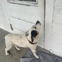 Rescuers Find Dog Still Guarding Her Family’s Empty House