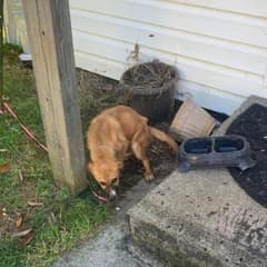 Neglected Puppy Left Behind Finds Hope In A Loving Home