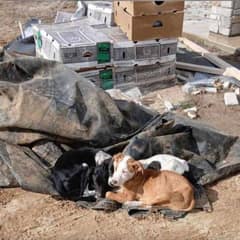 Three Puppies Rescued From Trash Pile Find Hope and Warmth