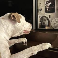 How One Dog Keeps His Late Friend’s Spirit Alive Every Single Day