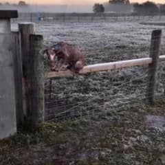 Abandoned Dog Tied to a Fence Finds the Family She Always Deserved