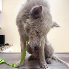 The “Scary” Stray Who Hid From The World Finally Learned What Love Is