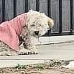 Abandoned Dog in Pink Dress Finds Hope After Days of Waiting