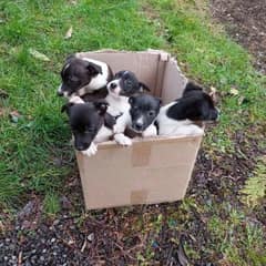 Five Abandoned Puppies Rescued From Busy Roadside Begin New Lives