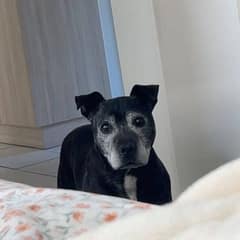 Stray Dog Walks Into a Stranger’s Home and Finds a New Family