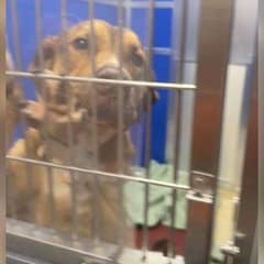 The Dog Who Begged for Help Finally Found Her Second Chance