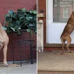 Loyal Dog Left Behind Still Waits for the Family Who Never Returned