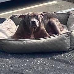 Left With Only Her Bed, This Sweet Old Dog Never Stopped Believing in Love