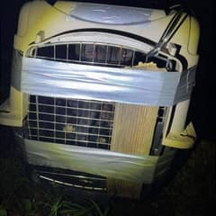 Dog Found Trapped in Box Finally Learns What Love Is