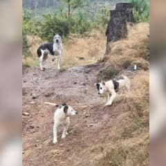 Family of Dogs Rescued From Rain-Soaked Forest After Days of Struggling to Survive