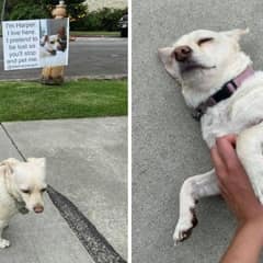 Jogger Meets A “Lost” Dog And Finds Out She’s Not Lost At All