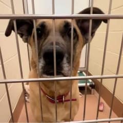 Dog Waits 1500 Days in Shelter Before Finally Finding Her Forever Family