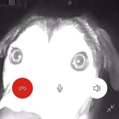 Loyal Dog Travels Through the Night to Find Her Way Back Home