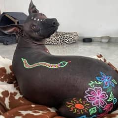 A Painted Pup Who Taught Everyone What Real Beauty Looks Like