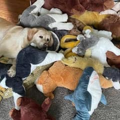 Buttercup The Labrador Who Fills Her Yard With Toys Every Single Day