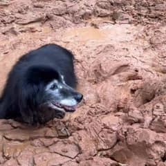 Couple Finds Their Missing Senior Dog in a Heart-Stopping Rescue