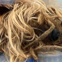 Brooklyn Yorkie Spent Years Alone Until One Call Changed Everything