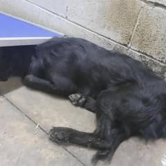 Rescuers Help Shy Shelter Dog Discover the Joy of Being Loved