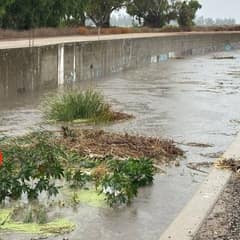 California Rescuers Race Against Time to Save a Dog from Rising Waters