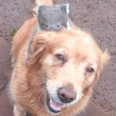 Golden Retriever Surprises Owner by Carrying a Lost Baby Koala on Her Back