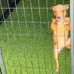 Little Puppy Squirrel Finally Finds the Family She Has Been Waiting For