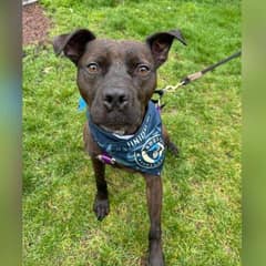 The Heartbreaking Story of a Dog Still Hoping for a Home After 1,200 Days