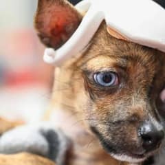 How Engineers Helped Save A Puppy’s Life With Love