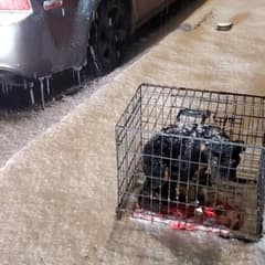 Freezing Dog Saved from Snowstorm After Elderly Man Hears Her Cry