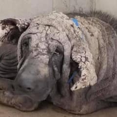 Heartbroken Dog Turns Into The Happiest Boy After Finding Love