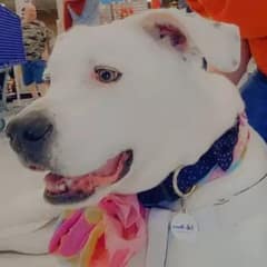 Deaf Dog Waits Six Years For The Family She Dreams Of