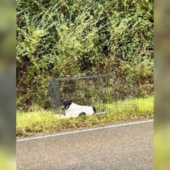 Rescuer Finds Mother Dog And Puppies Abandoned In Roadside Crate