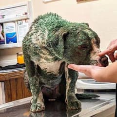 Rescuers Find a Dog Painted Green and Help Her Learn to Trust Again