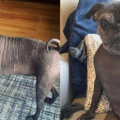 Meet Dorothy the Hairless Pug Who Wins Hearts in Every City