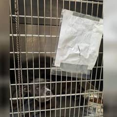 Abandoned Dog With Tearful Eyes Finds Hope After Being Left Outside Shelter