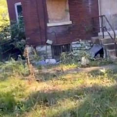 Terrified Dog Found Chained to a Boarded-Up House Learns to Trust Again