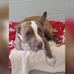 After 1400 Days In Shelter, Arizona Finally Finds Her Forever Family