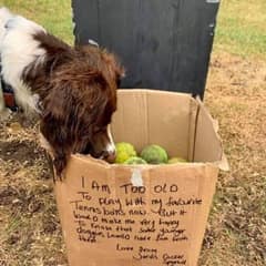Senior Dog’s Final Gift Warms Hearts Around The World
