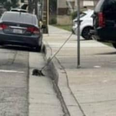 Kind Rescuer Finds a Lonely Dog Left Tied to a Pole and Gives Him a New Beginning
