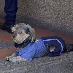 Meet the Tiny Colombian Pup Who Guards a Shopping Plaza with Pride