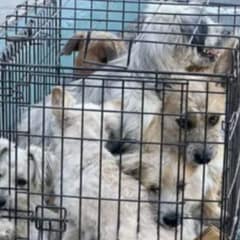 Woman Discovers Seven Terrified Dogs Trapped Outside Shelter and Saves Them All