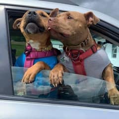 A Shelter Dog Waited Nearly a Year Before Her Perfect Family Finally Found Her