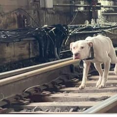 Rescuers Save Freezing Dog From Train Tracks Just in Time
