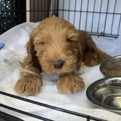 Tiny Goldendoodle Puppy Defies All Odds After Being Saved From The Brink Of Death
