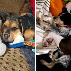 How One Dog Helped Raise Dozens of Abandoned Puppies